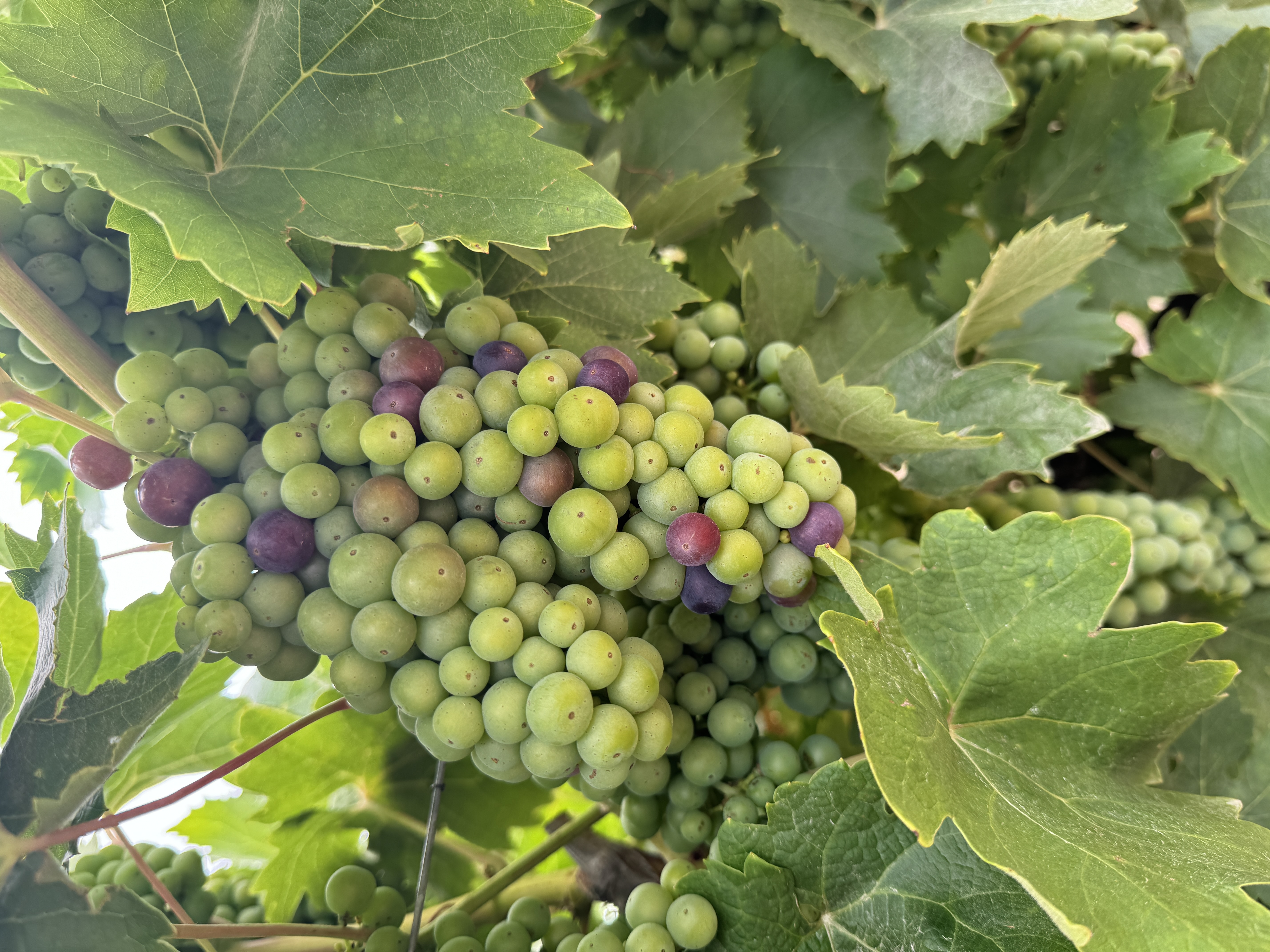 Sonoma County grapes