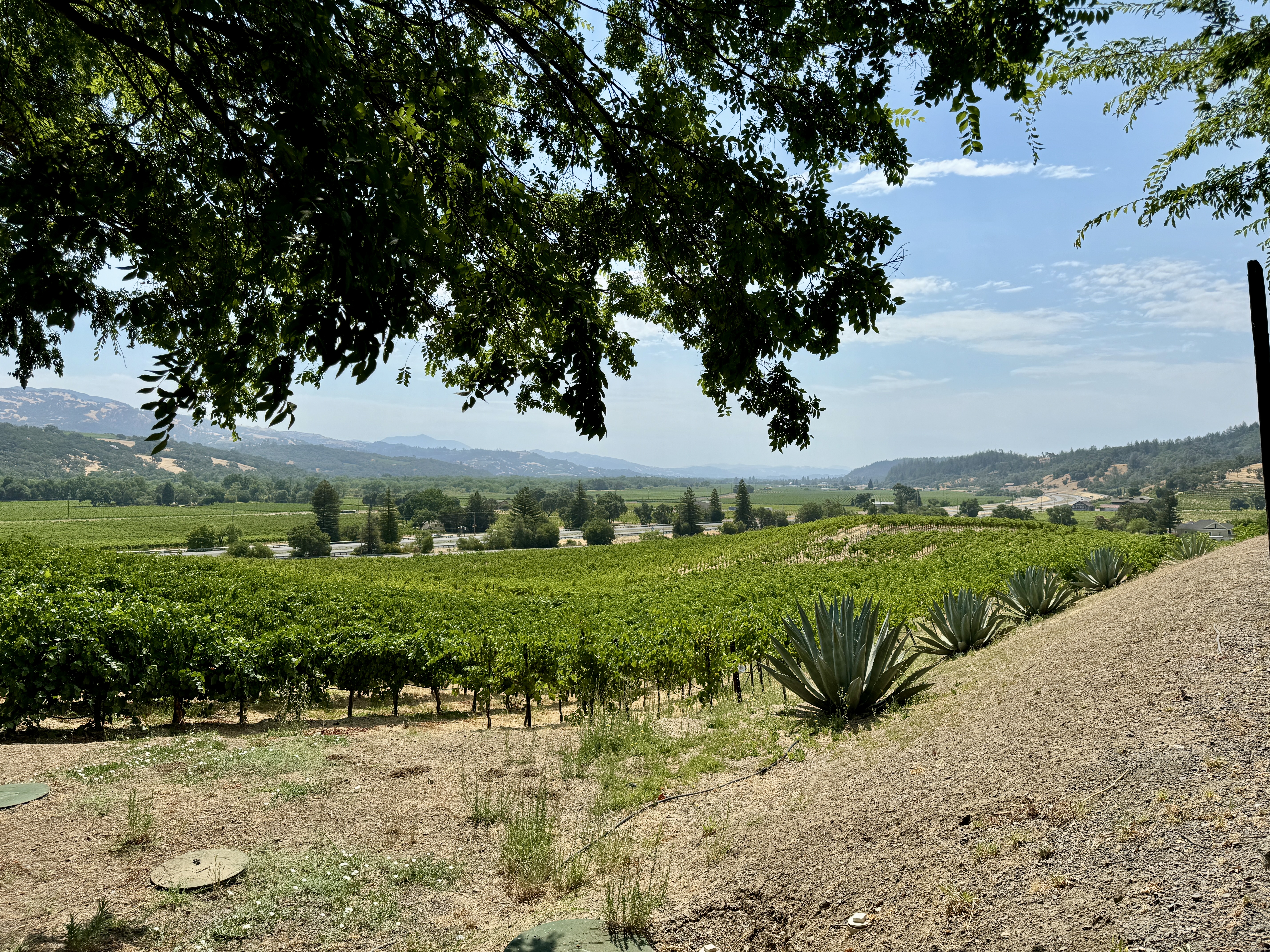 Sonoma County grapevines